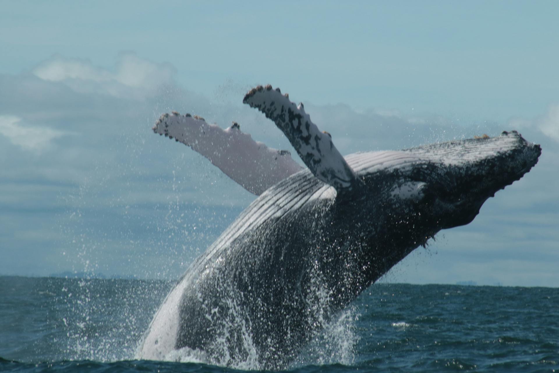 Whale Watching in the Colombian Pacific Coast: Top Destinations and Tips